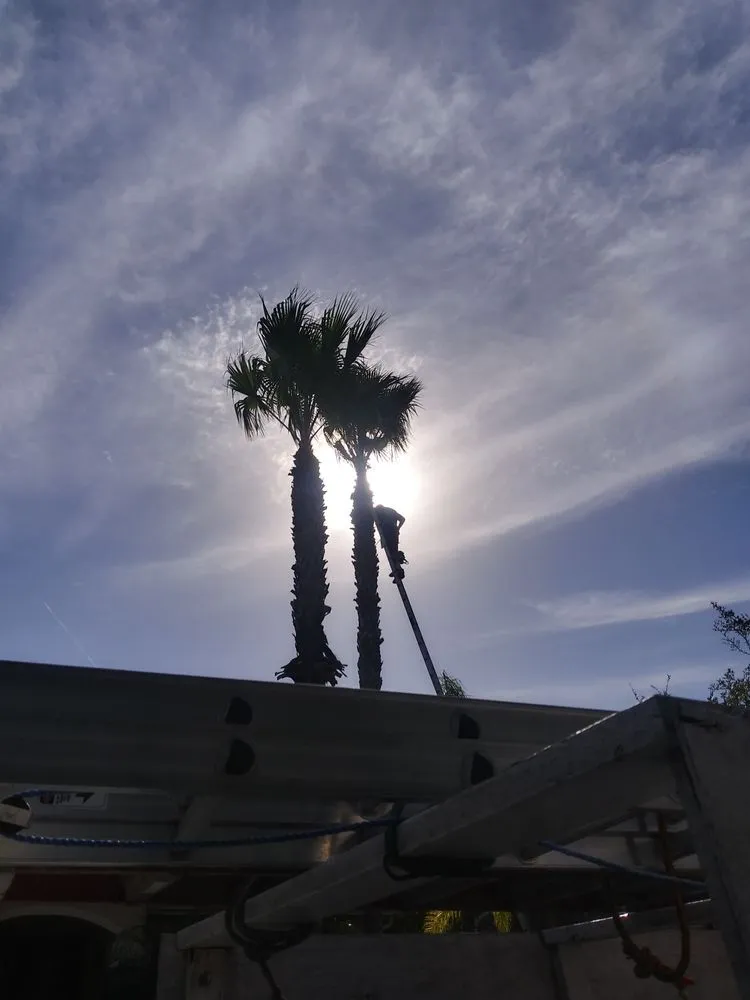 Trusted yard cleanup service in Zephyrhills, FL by A Better Branch Tree and Landscape Service