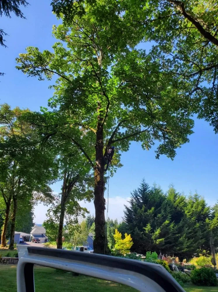 Local lawn care service for year-round maintenance across Vancouver, WA - A Better Choice