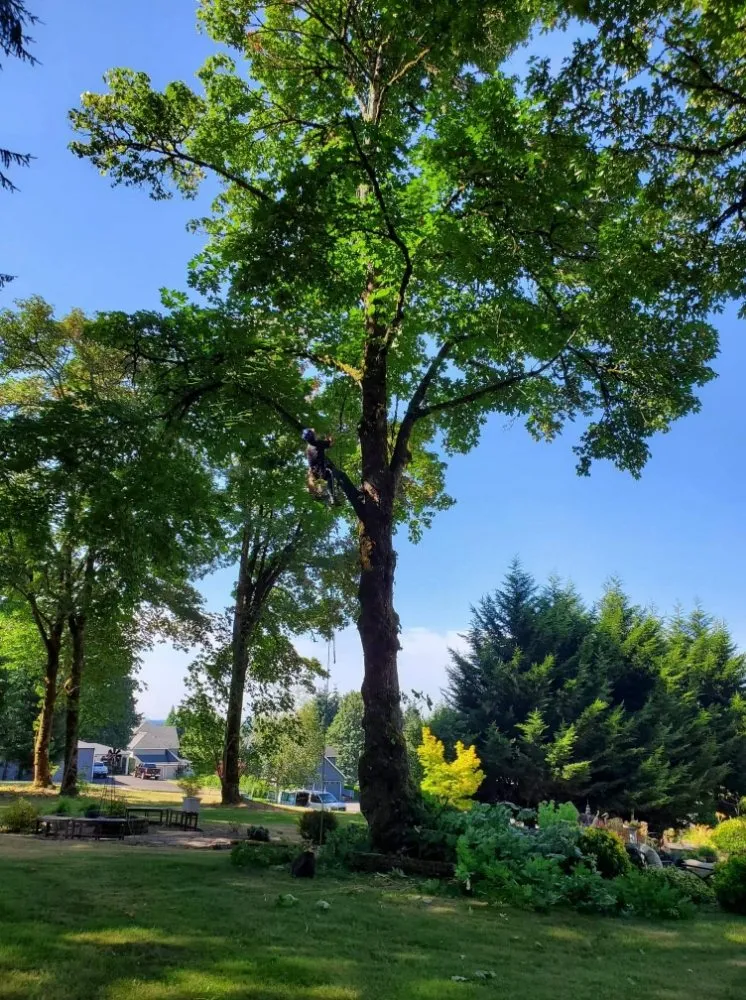 Expert landscape installation in Vancouver, WA by A Better Choice