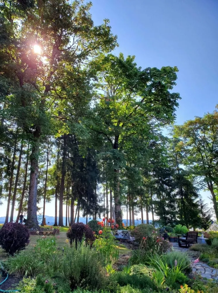 Reliable yard cleanup service experts serving Vancouver, WA - A Better Choice