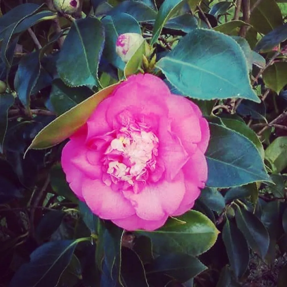 Reliable yard maintenance in Vancouver, WA by A Better Choice