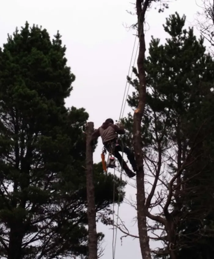 Expert lawn mowing service experts serving Vancouver, WA - A Better Choice