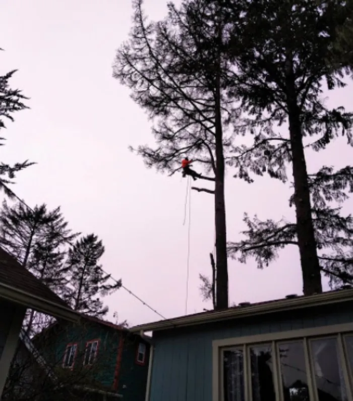 Top-rated yard maintenance experts serving Vancouver, WA - A Better Choice