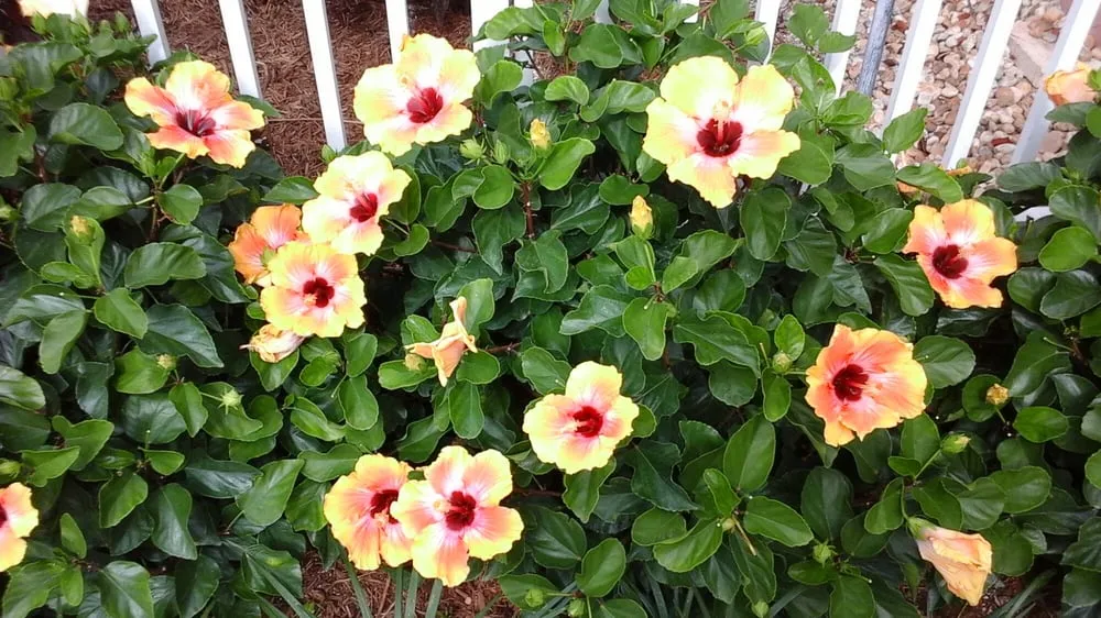 Custom outdoor landscaping for beautiful yards in Jupiter, FL by A Better Landscape Company