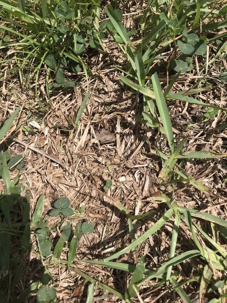 Top-rated garden landscaping experts serving Jupiter, FL - A Better Landscape Company