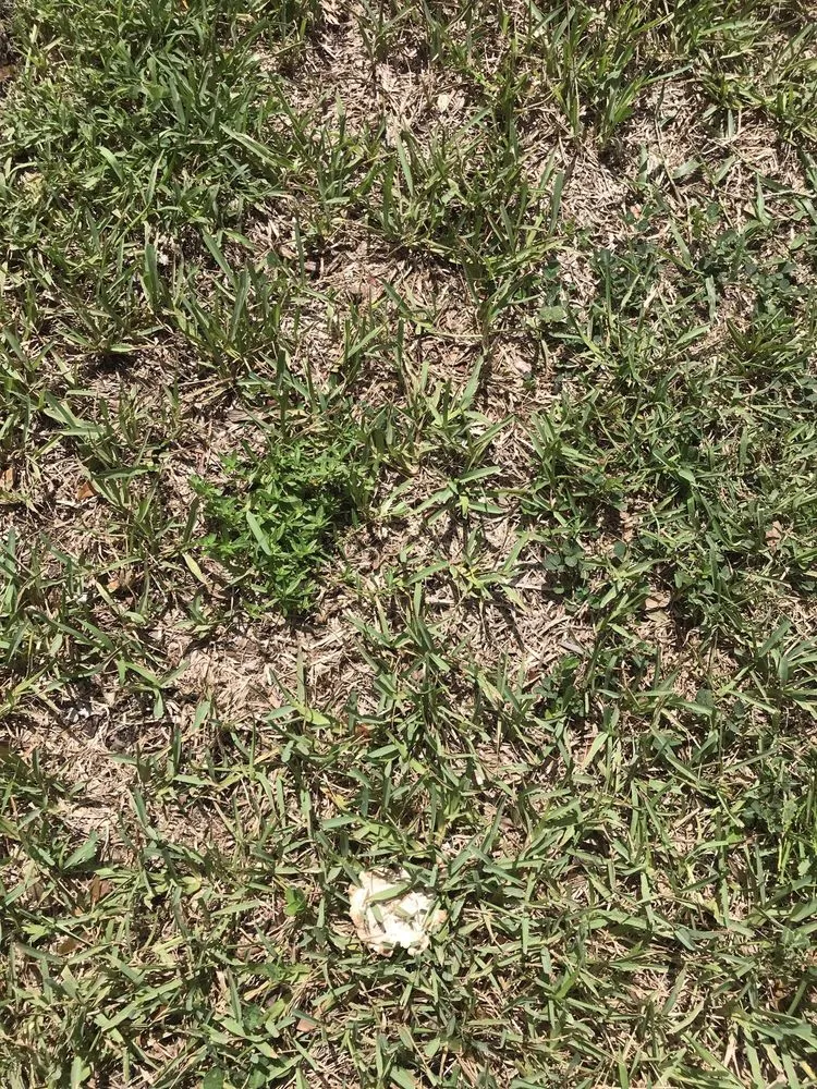 Affordable landscape installation for homes across Jupiter, FL - A Better Landscape Company