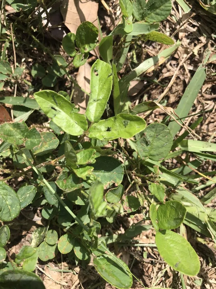 Trusted garden landscaping for beautiful yards across Jupiter, FL - A Better Landscape Company