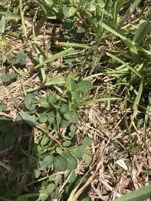 A Better Landscape Company Logo