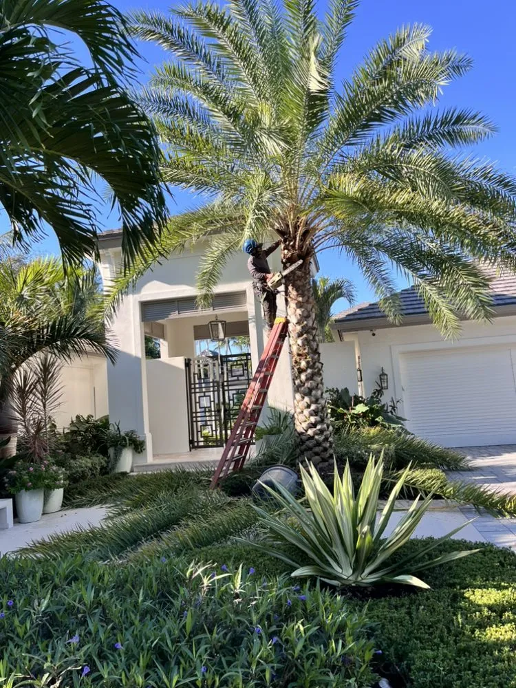Affordable yard cleanup service near you in Jupiter, FL by A Better Landscape Service