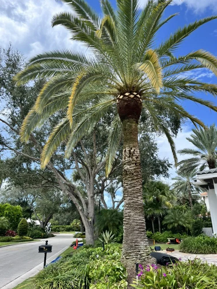 Custom landscape design experts serving Jupiter, FL - A Better Landscape Service