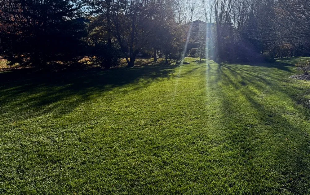 Expert yard cleanup service in Omaha, NE by A Better Lawn