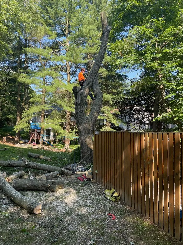 Reliable outdoor landscaping for residential properties across Gwynn Oak, MD - A Better Price Tree and Lawn
