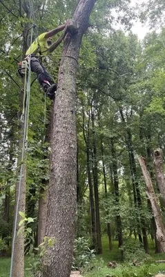 A Better Price Tree and Lawn Logo