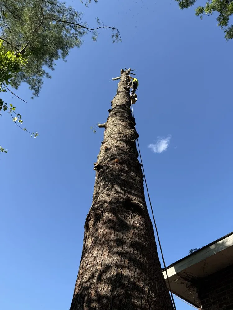 Trusted yard cleanup service in Mill Spring, NC by A Better Way Tree Service