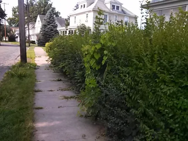 Reliable landscape installation for beautiful yards in Endicott, NY by A Bit Off the Top LawnCare & Snow Plowing