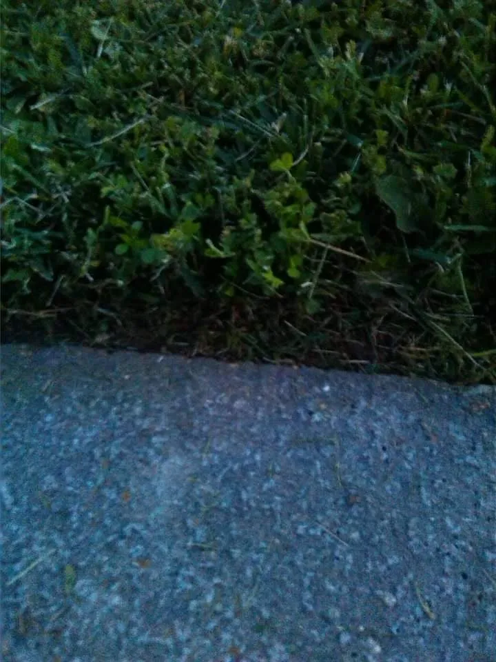 Professional residential landscaping experts serving Ozark, MO - A Blade Above the Rest