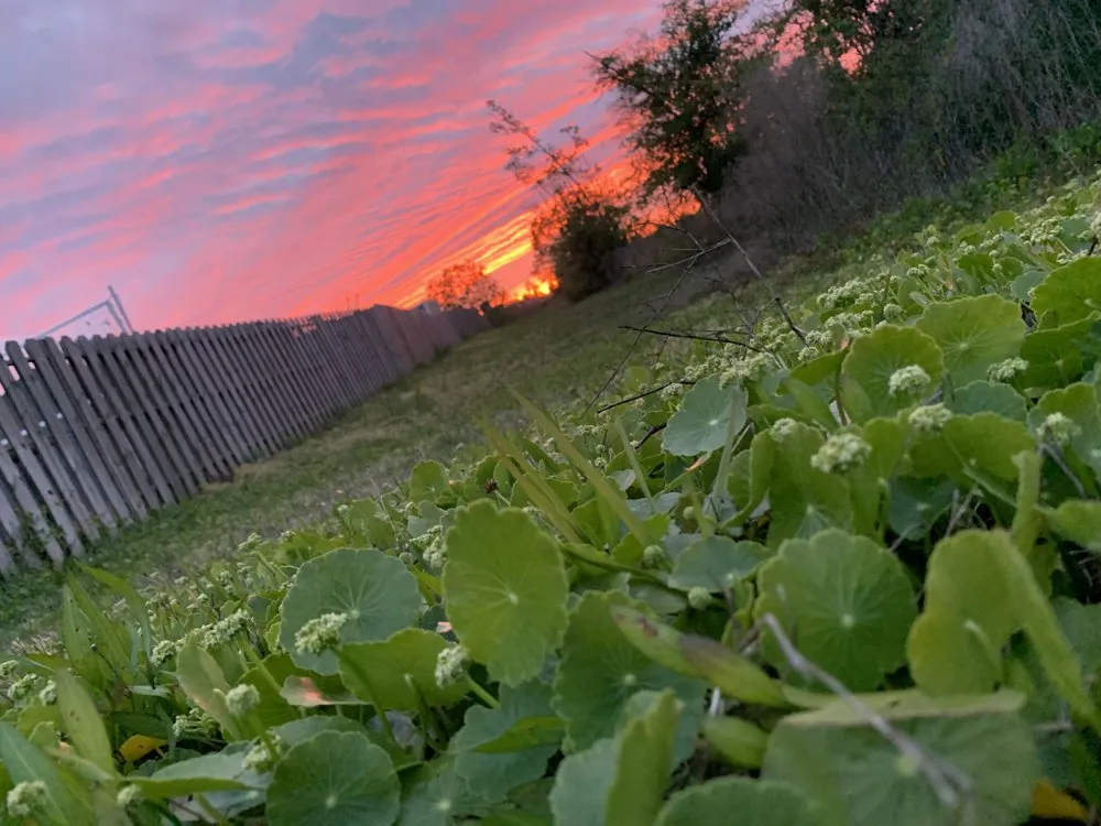 Custom landscaping services near you across Panama City, FL - A Boy and His Mower