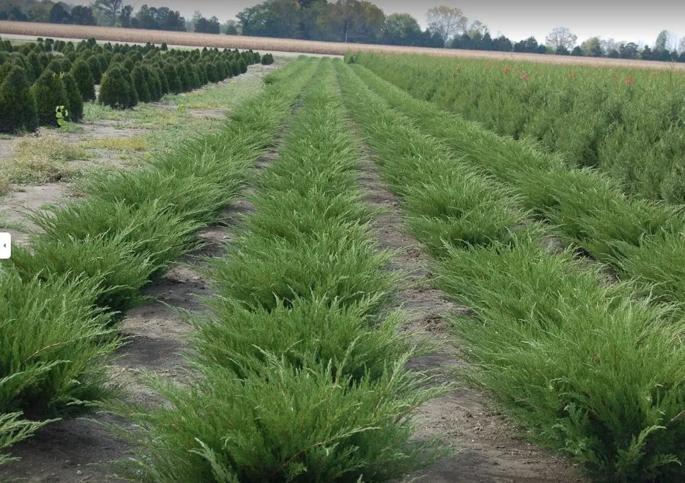 Trusted garden landscaping for outdoor upgrades in Brookville, OH by A Brown & Sons Nursery