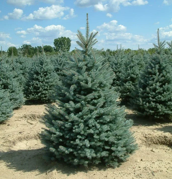 Custom residential landscaping for homes across Brookville, OH - A Brown & Sons Nursery