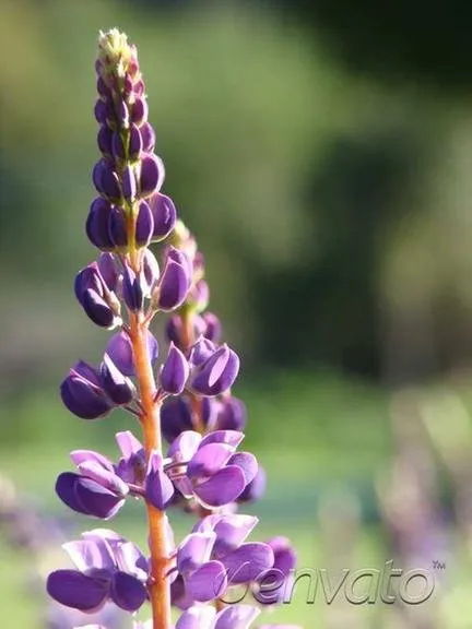 Expert landscape design experts serving Brookville, OH - A Brown & Sons Nursery
