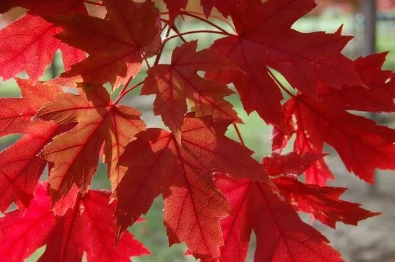 Custom outdoor landscaping experts serving Brookville, OH - A Brown & Sons Nursery