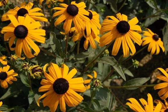 Top-rated landscaping services in Brookville, OH by A Brown & Sons Nursery