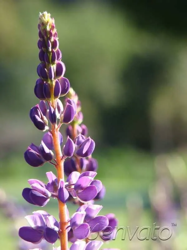 Top-rated yard maintenance for residential properties across Brookville, OH - A Brown & Sons Nursery