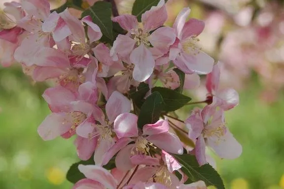 Expert landscape design in Brookville, OH - A Brown & Sons Nursery