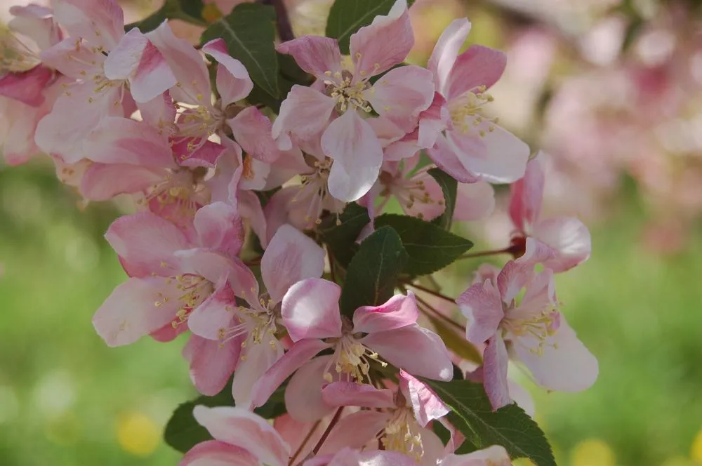 Top-rated landscape design for homes in Brookville, OH by A Brown & Sons Nursery