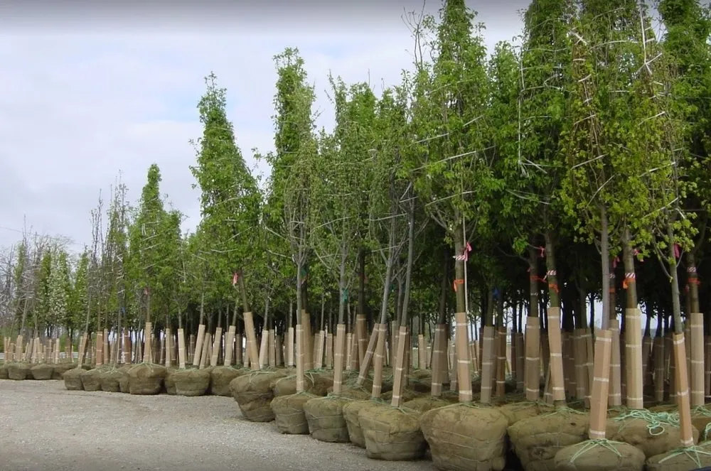 Top-rated yard maintenance experts serving Brookville, OH - A Brown & Sons Nursery