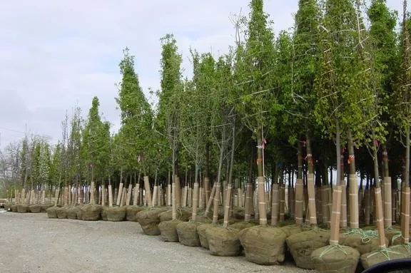 Trusted residential landscaping experts serving Brookville, OH - A Brown & Sons Nursery