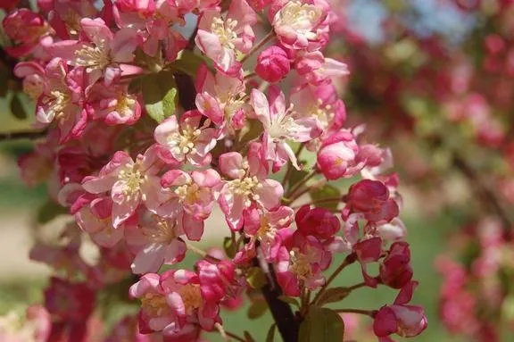 Local yard cleanup service in Brookville, OH by A Brown & Sons Nursery