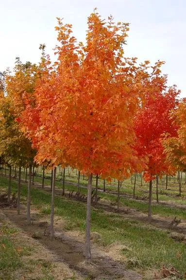 Trusted landscape installation in Brookville, OH by A Brown & Sons Nursery
