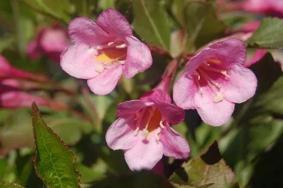 Custom yard maintenance in Brookville, OH - A Brown & Sons Nursery