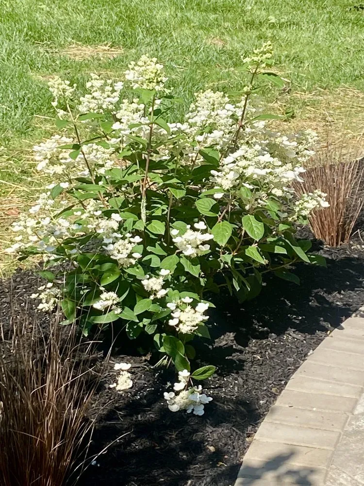 Reliable yard maintenance in Brookville, OH - A Brown & Sons Nursery