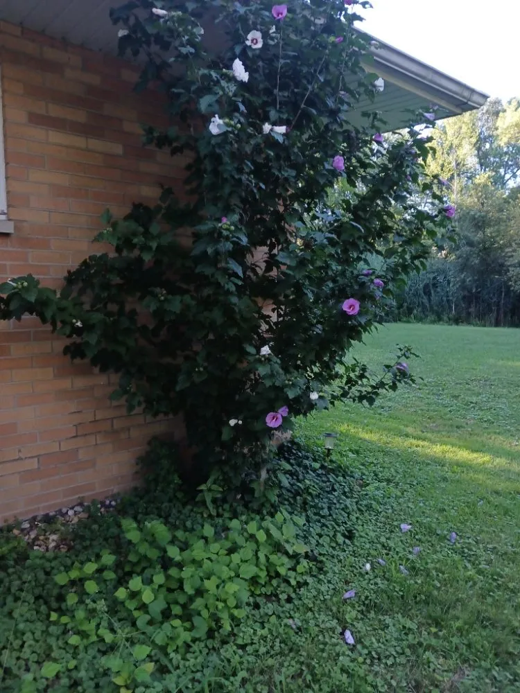 Professional landscape installation in Merrillville, IN by A B's Lawn Service