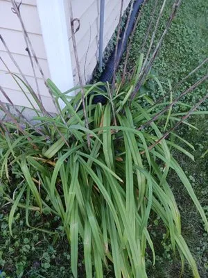 A B's Lawn Service Logo