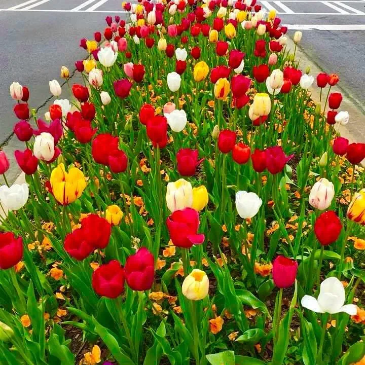 Trusted yard cleanup service in Norcross, GA by A Burst of Color