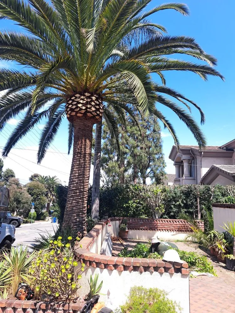 Local lawn mowing service for beautiful yards in Wilmington, CA by A C Brothers Landscape
