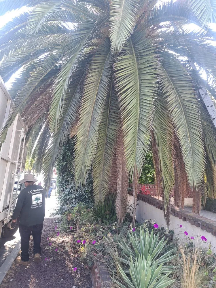 Top-rated yard cleanup service experts serving Wilmington, CA - A C Brothers Landscape