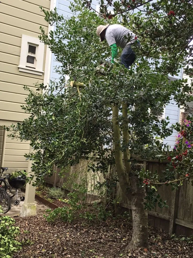 Top-rated landscaping services in Novato, CA by A C Services & Maintenance