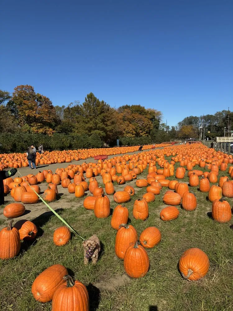 Top-rated outdoor landscaping in Holmdel, NJ - A. Casola Farms