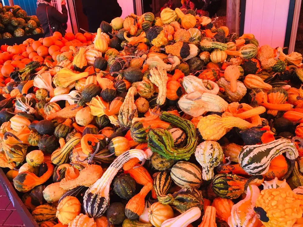 Custom landscape design in Holmdel, NJ by A. Casola Farms