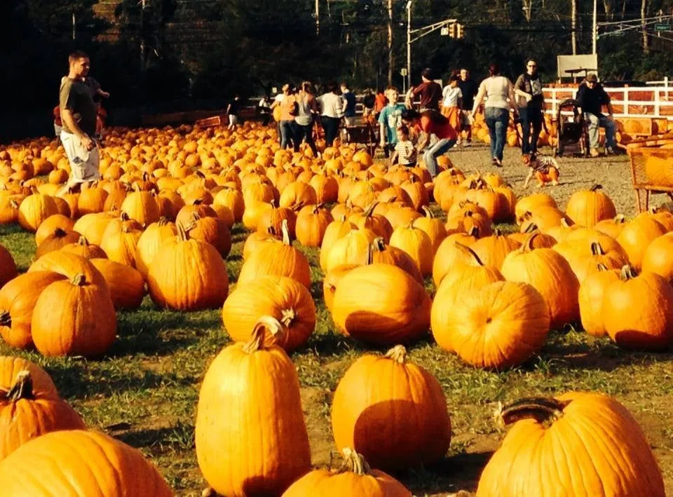 Affordable landscape installation experts serving Holmdel, NJ - A. Casola Farms