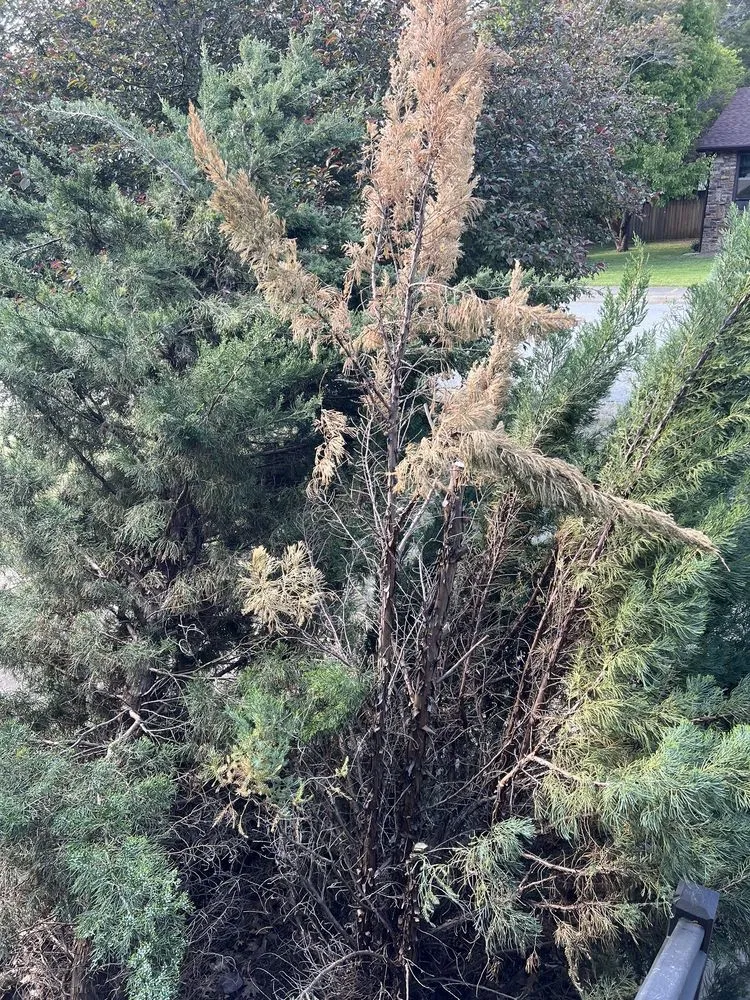 Custom landscape design for year-round maintenance across Fayetteville, AR - A Clean Cut Lawn Care