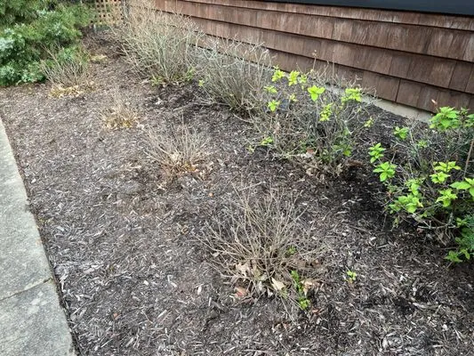 A Clean Cut Lawn Care Logo