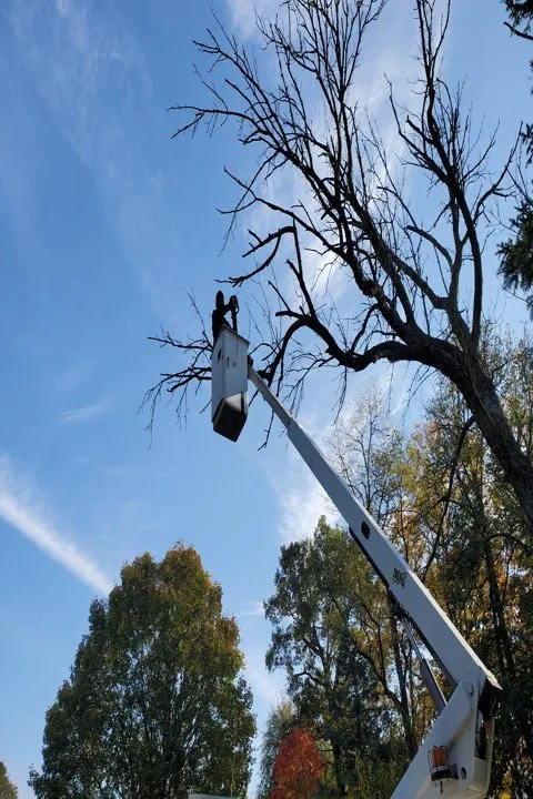 Expert yard cleanup service experts serving Morris, IL - A Clubb Lawn Care & Landscaping