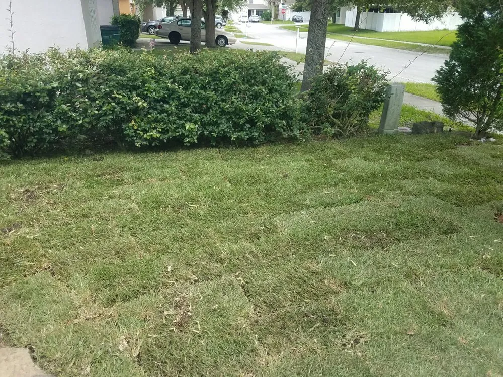 Professional landscaping services in Wesley Chapel, FL - A Complete Lawn Care