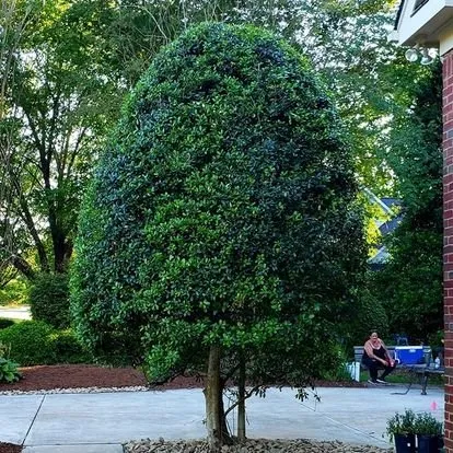 Professional lawn mowing service experts serving Oakway, SC - A Cut & Care Lawn Service