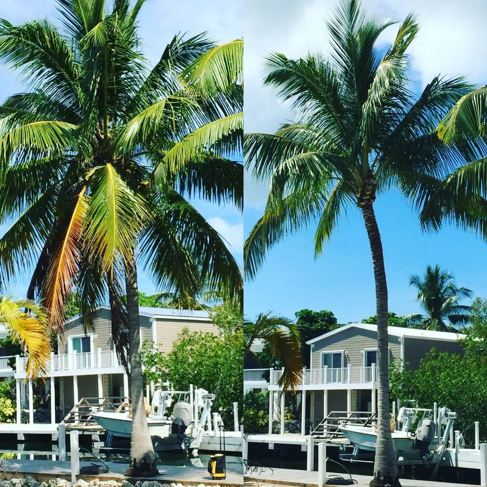 Affordable landscape installation for outdoor upgrades across Big Pine Key, FL - A Cut Above Fl Keys